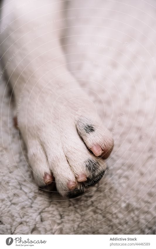 Paw of dog on soft blanket paw pet domestic animal puppy creature canine rest home plaid mammal fur lying sleep warm little at home loyal friend coverlet