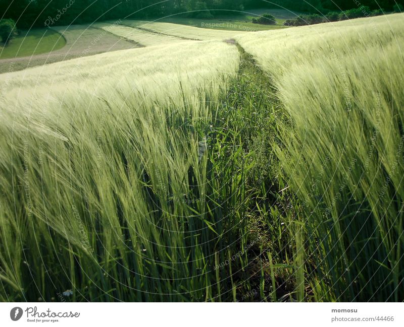 green gap Field Wheat Evening sun Green Grain Americas