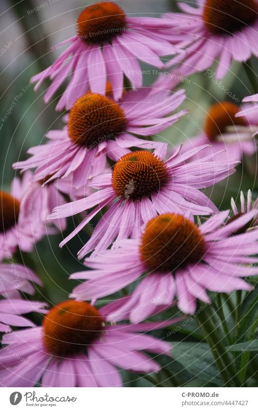 Purple sun hat Purple coneflower flowers red coneflower composite Hedgehog Head