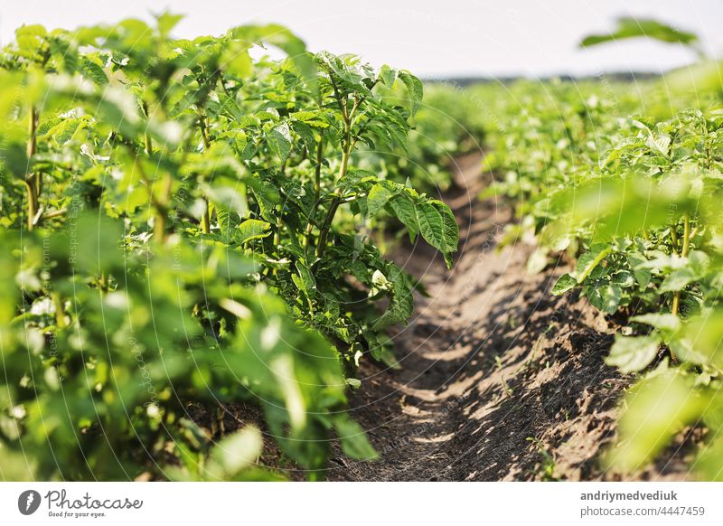 Young potato plant growing on the soil.Potato bush in the garden.Healthy young potato plant in organic garden. Organic farming. Field of green potato bushes. selective focus. cope space