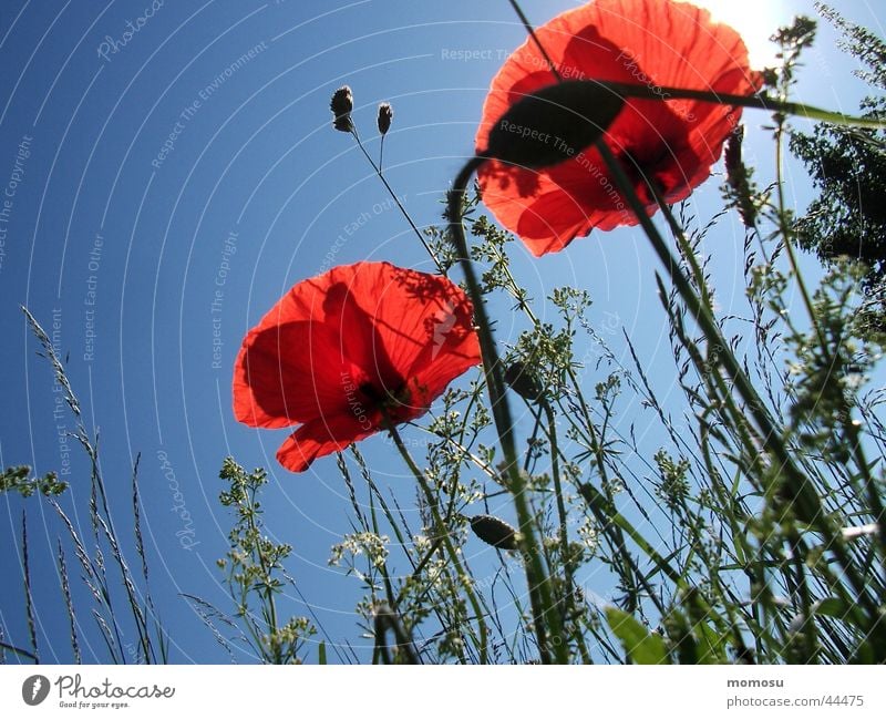 poppy - poppy blue Poppy Flower Meadow Grass Blossom Light Sky Shadow