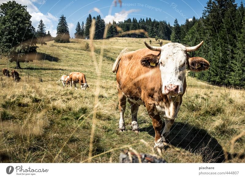 You cow! Summer Mountain Animal Farm animal Cow 3 Herd Observe Natural Nature Alpine pasture Austria Colour photo Exterior shot Day Sunlight Animal portrait