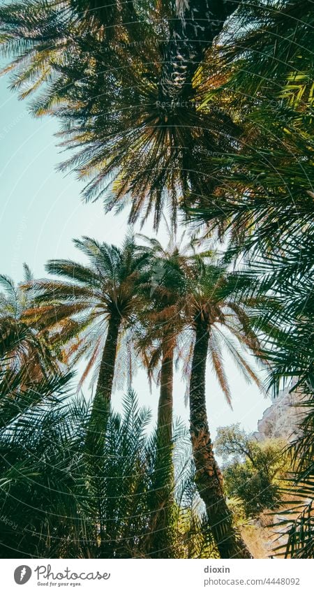 Preveli Beach palms Palm frond Palm beach Greece Crete vacation Vacation mood Vacation photo Vacation destination Vacation & Travel Palm tree Sunlight