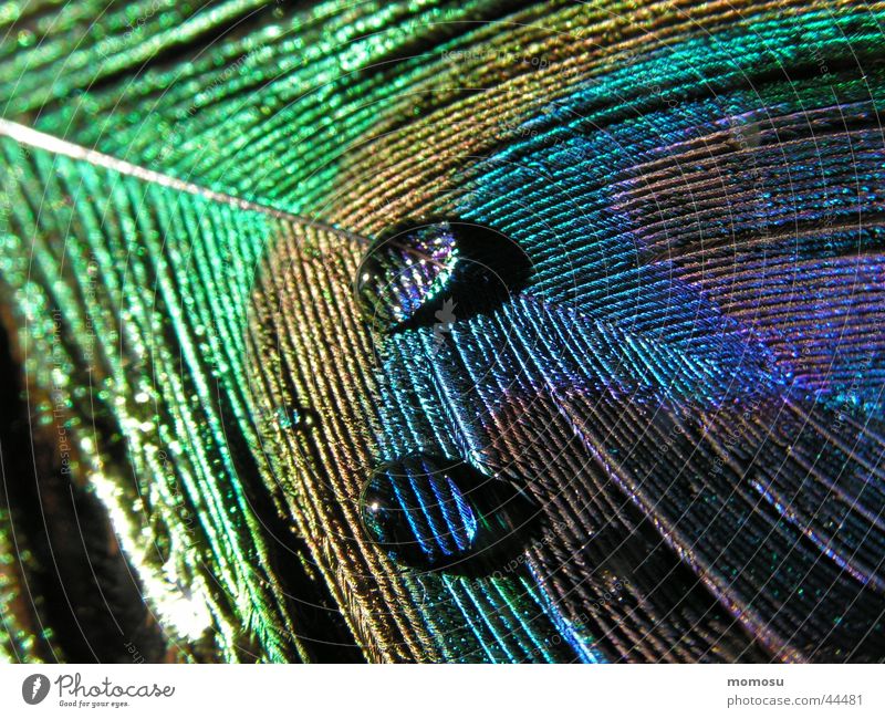 peacock feather Peacock Peacock feather Feather Drops of water Detail Macro (Extreme close-up)