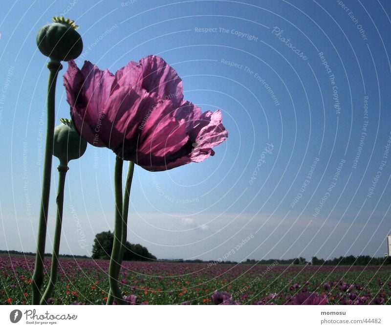 high up Poppy Violet Field Poppy field Blossom Leaf Sky