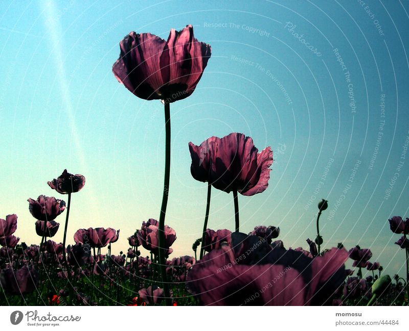 poppy atmosphere Violet Moody Sunrise Blossom Poppy. poppy field Sky