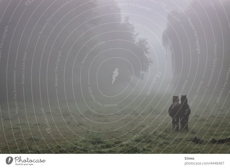 Horses in the fog animals horses Bangs Pony Willow tree Meadow Grass Forest Nature Landscape Fog Misty atmosphere Sea of fog Wall of fog foggy Patch of fog