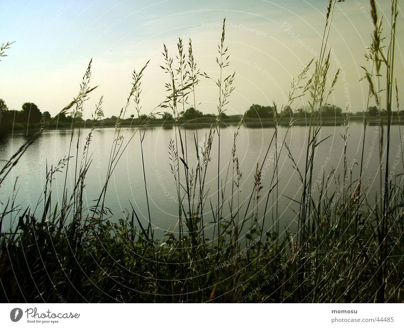 morning mood Sunrise Pond Grass Light Water Sky