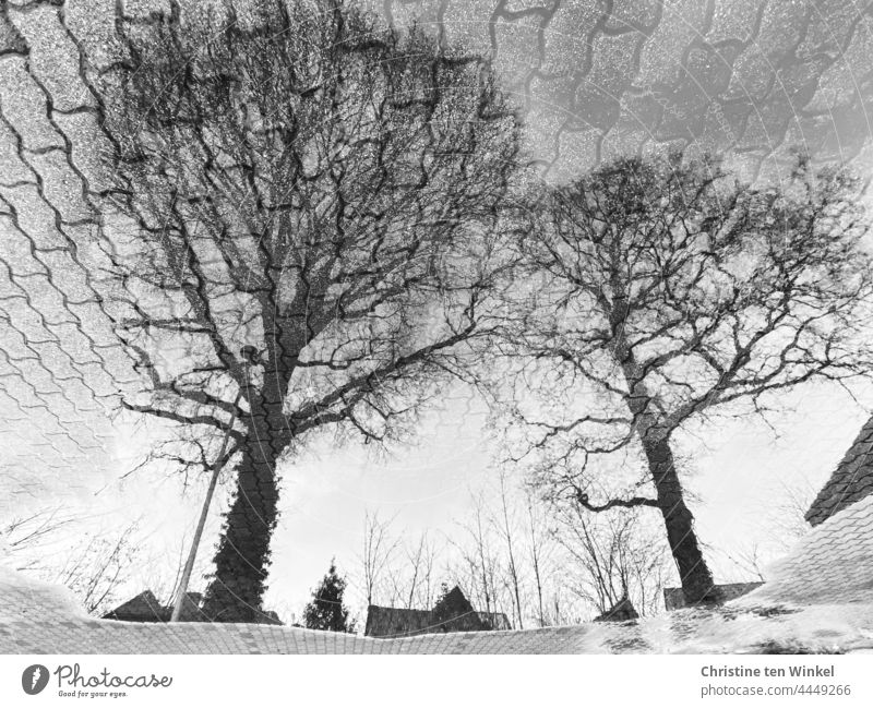 Two bare oaks reflected in a large puddle in a paved parking lot Puddle reflection puddle mirroring trees bare trees streetlamp house roofs Paving stone paving