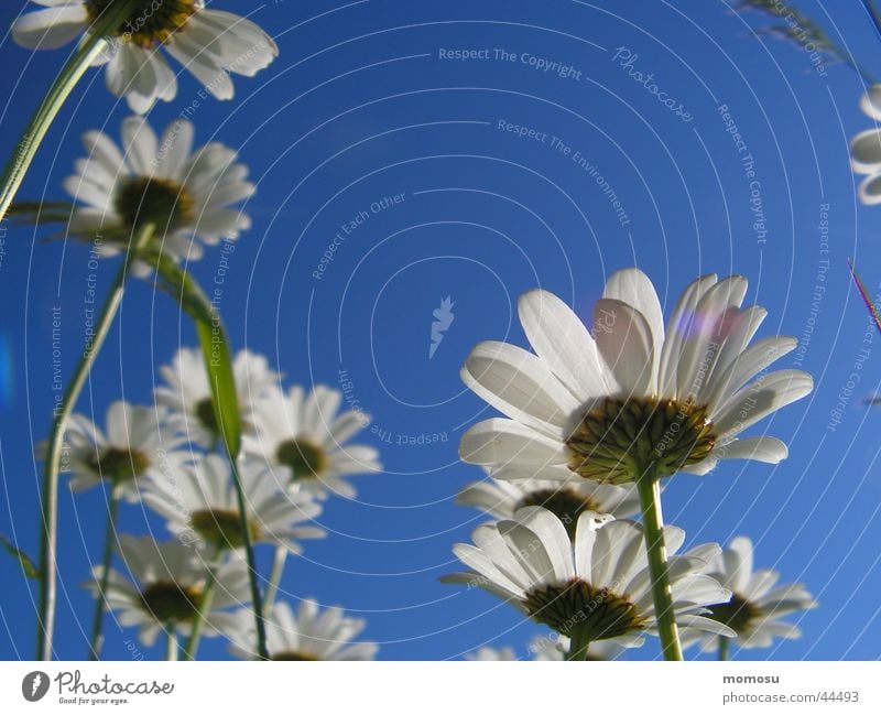 near heaven Blossom Flower Worm's-eye view Margarites Sky Blue