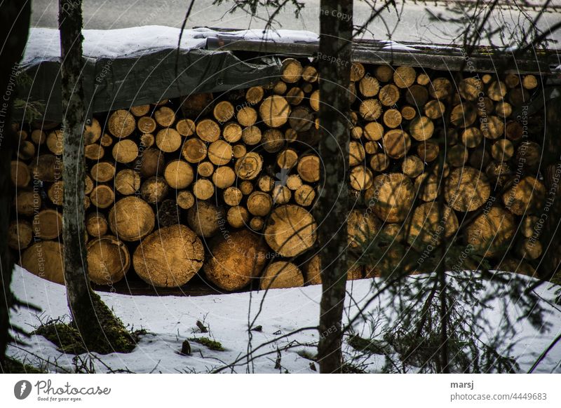 timber stock behind trees Stack natural energy CO2-neutral Fuel Stack of wood stacked Firewood Wood naturally Timber sustainability Sustainability Supply