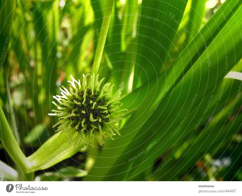 hedgehog in the reed Common Reed Hedgehog Habitat Green Aquatic plant Summer Water Garden