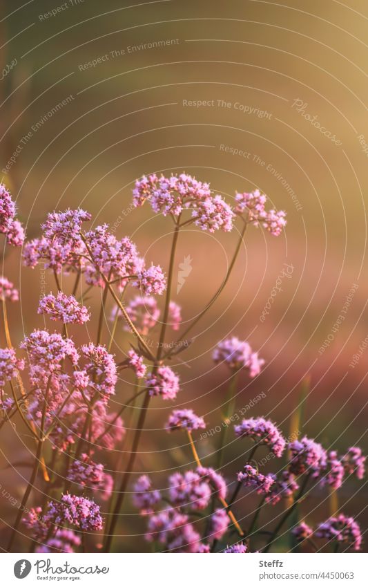 Verbena in the warm summer light verbena Verbenaceae verbena bonariensis Nectar Flowers Honey flora medicinal plant Nectar flowers Nectar plant Wild plant