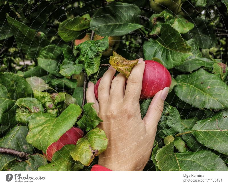 Hand picking an apple Apple Apple tree Apple harvest Fruit Harvest Food Delicious Organic produce Healthy Eating Red Vegetarian diet Juicy Fresh Nutrition Diet