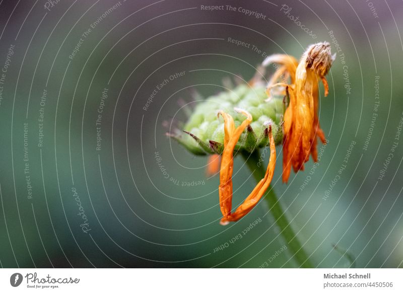 Withered Blossom Flower Plant Macro (Extreme close-up) Orange Detail Faded Nature Transience transient Shallow depth of field end of life Limp Shriveled Autumn