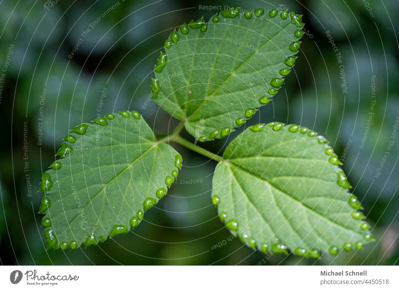 Three leaves and drops all around Leaf Plant Green naturally Drop Rain Wet Macro (Extreme close-up) Close-up Edge raindrops Reflection Damp Drops of water