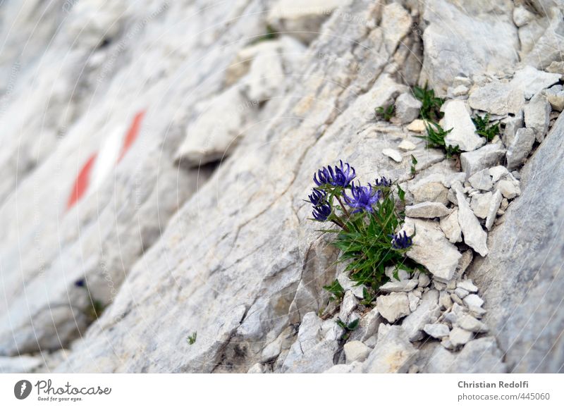 Dolomites Nature Landscape Plant Elements Earth Sand Flower Rock Mountain Peak Glacier Adventure Idyll Sports alpine flower Gravel Stone Stony Rock garden