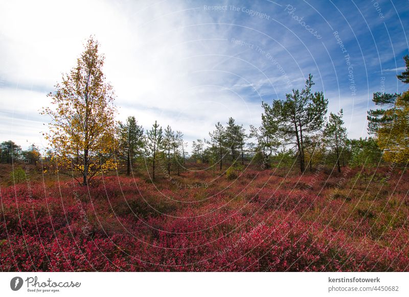 heath landscape Heathland Heather family Nature Plant Exterior shot Colour photo Environment Deserted Landscape Bushes Autumn Beautiful weather Sunlight