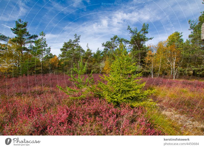 Flowering Heath Autumn Autumnal Heathland Heather family variegated Forest Blue sky Rhön Black Moor Nature Exterior shot Landscape Colour photo Deserted