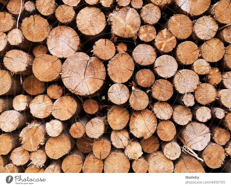 Wood pile with tree trunks after forestry work in Oerlinghausen near Bielefeld at the Hermannsweg in the Teutoburg Forest in East Westphalia-Lippe Tree