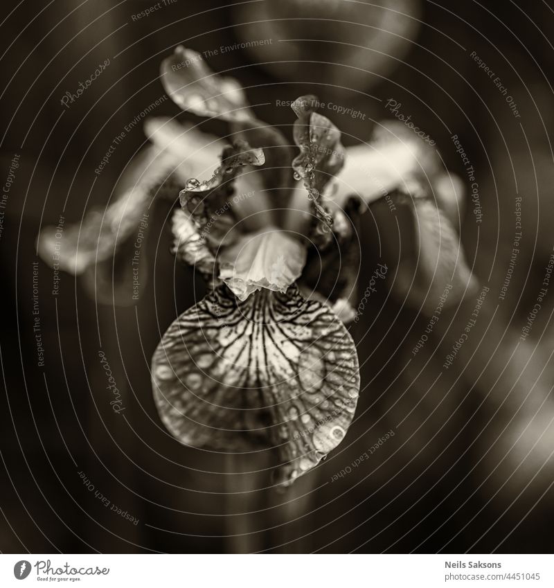 monochrome sepia macro close up of iris flower head. Dark blurry nature background animal beautiful beauty black botanic bright burgeon butterfly calm closeup