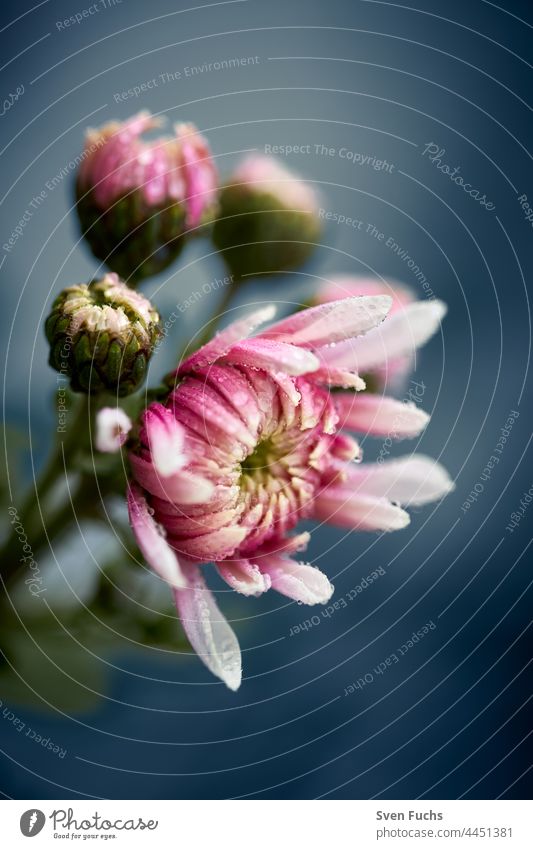 Flower with water drops against bluish background Blossom wild flowers Meadow raindrops untreated organic Garden Illuminate Red Green macro Nature Spring