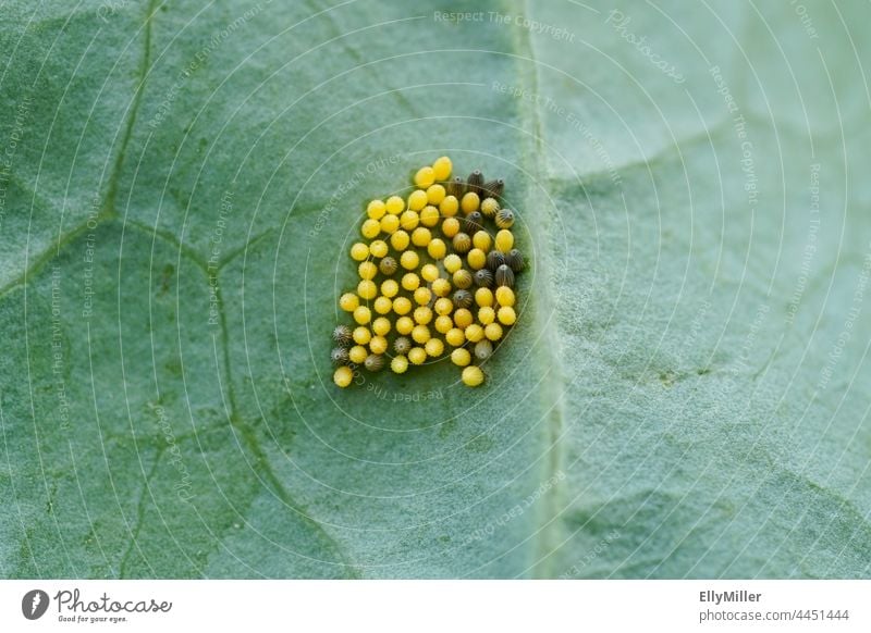 Close-up of cabbage white butterfly eggs on a kohlrabi leaf. Pests in the garden. pest Vegetable bed Garden Garden Bed (Horticulture) Green Nature