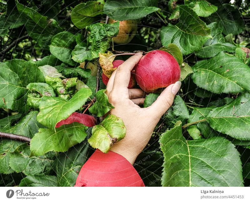 Hand picking an Apple Healthy Apple tree Fruit Tree Apple harvest Organic produce Vegetarian diet Garden Healthy Eating Harvest Fresh Food Nutrition Delicious