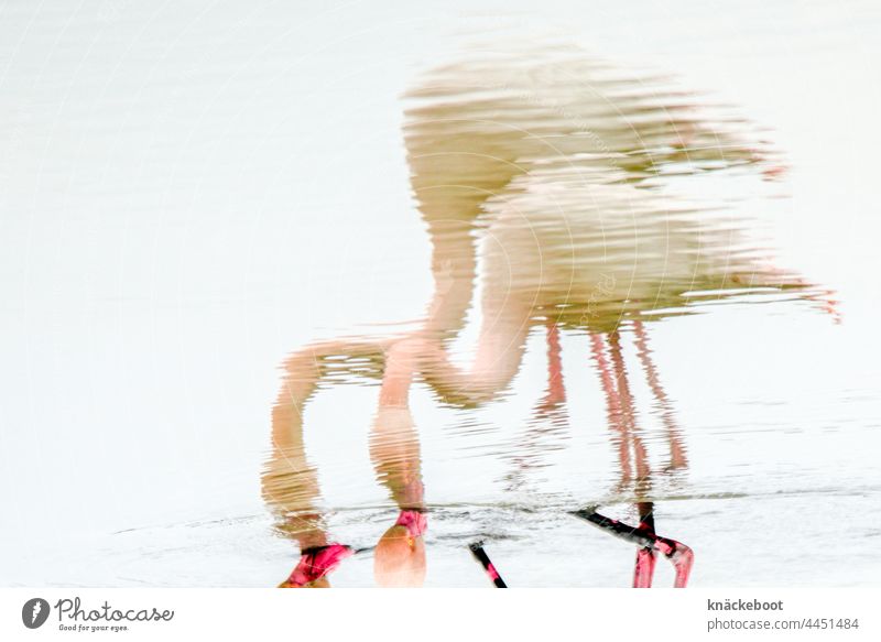 flamingos Flamingo Pink Bird Wild animal Exotic Water Lake Group of animals Landscape Camargue Southern France Reflection Nature Exterior shot reflection Lagoon