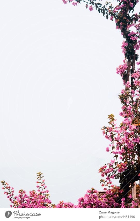 Floral frame of pink bougainvilleas, Amalfi coast theme, book cover, social media background amalfitana italy italy background floral fram bougainvillea plant