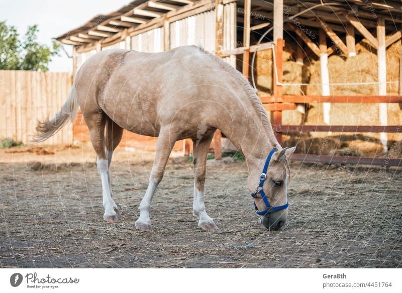 beige horse on a ranch animal background black breed brown canine close up collect countryside day domestic eat eye farm fur glean graze head hoof leg live