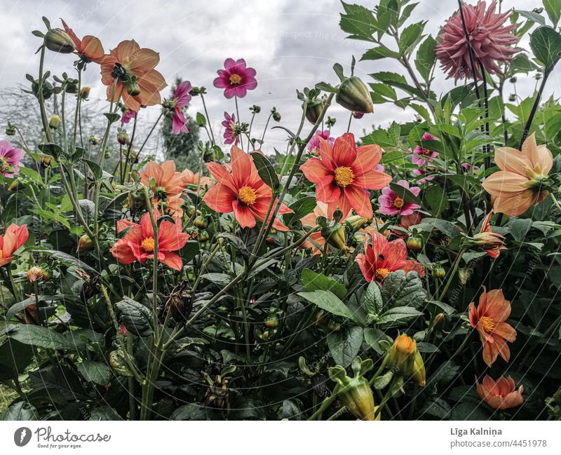 Orange and Pink flowers in garden Dahlia Flowers dahlia Nature Blossoming dahlia blossom petals garden flower Garden Plant Summer Close-up Garden plants