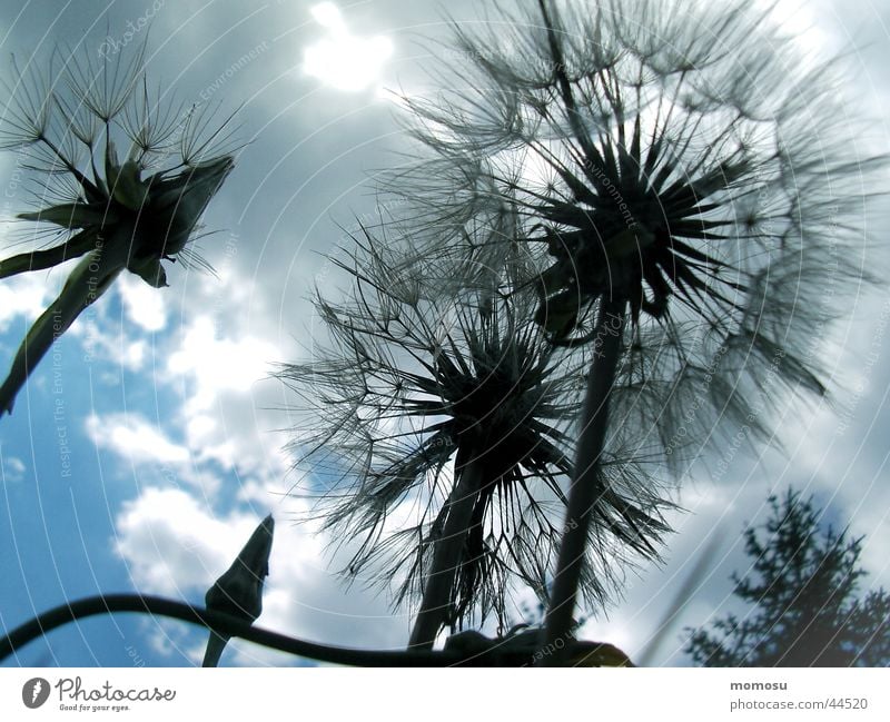 cloudy Clouds Flower Blossom Dandelion Summer Sky Detail