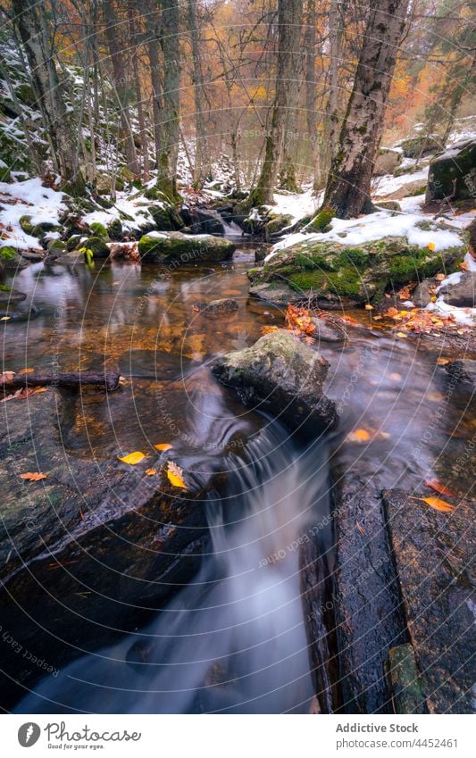 Cold river in snowy forest cold autumn season fast water stream nature cool weather landscape fall idyllic harmony serene winter rock range flow countryside