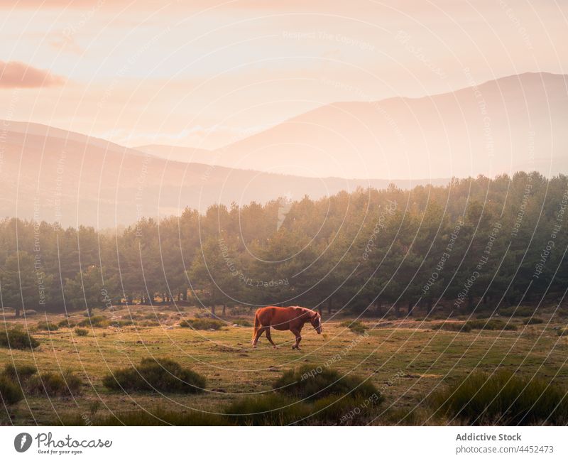 Horse grazing in field against mountains in sunlight nature horse wild environment pasture animal graze landscape sierra de guadarrama spain cloudy grass valley