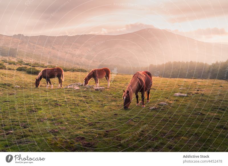 Horses grazing in field against mountains in sunlight nature horse wild environment pasture animal graze landscape sierra de guadarrama spain cloudy grass