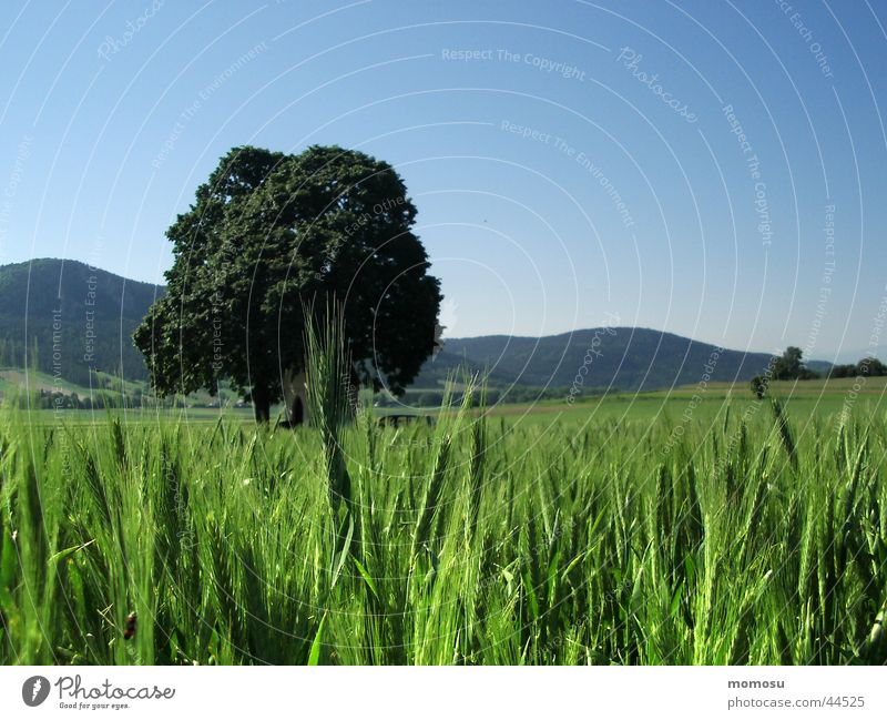 grassland Meadow Grass Hill Green Baun Sky Blue