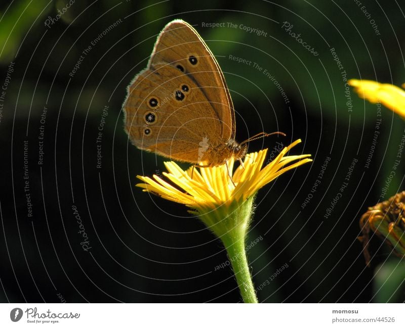 butterfly breakfast Butterfly Flower Meadow Blossom Insect