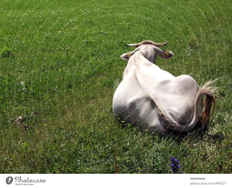 cow in green Cow Grass Meadow Agriculture Back Pasture Lie