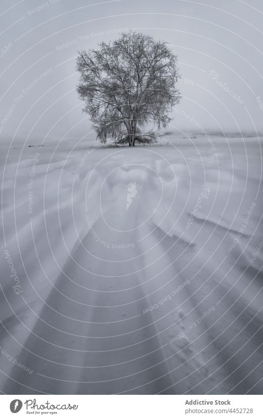 Lonely tree in snowy field with hills nature environment landscape sky lonely wintertime weather vegetate cold hillside bumpy row meadow scenic curve terrain