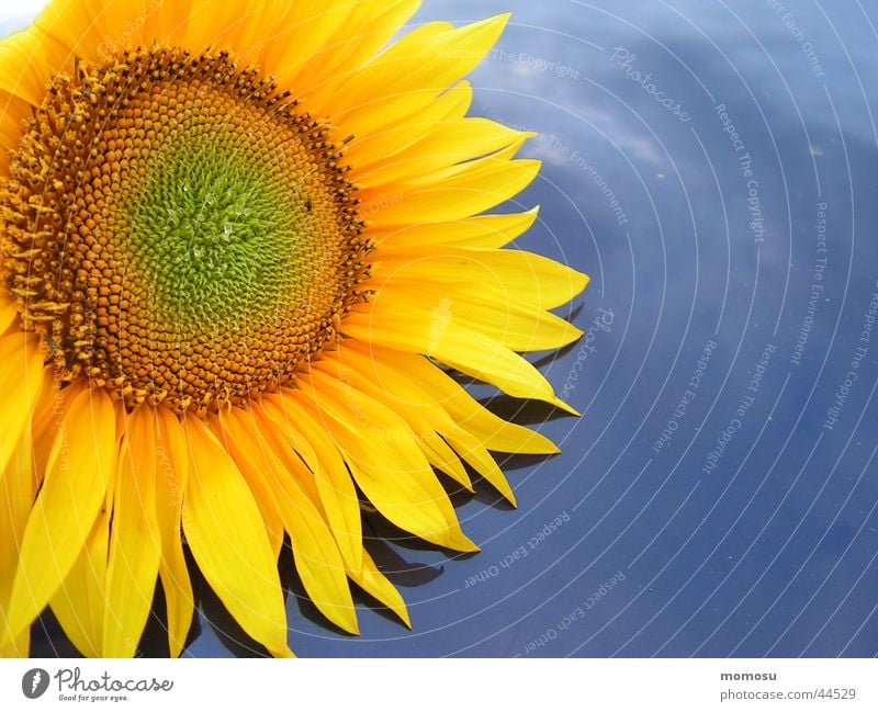 endowed Sunflower Blossom Leaf Yellow Car roof Summer Blue Sky Detail