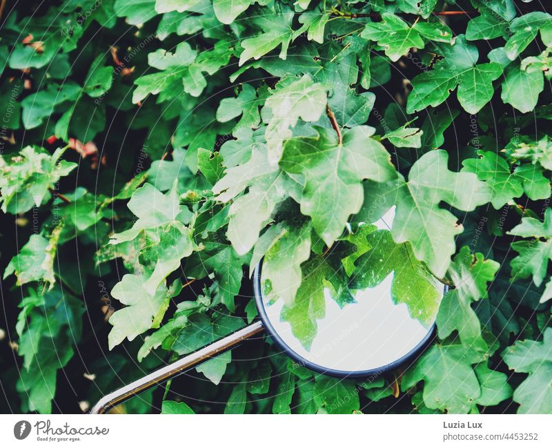 Moped mirror juts into green foliage Rear view mirror moped Mirror Transport Exterior shot Reflection Green leaves Old rusty Motorcycle