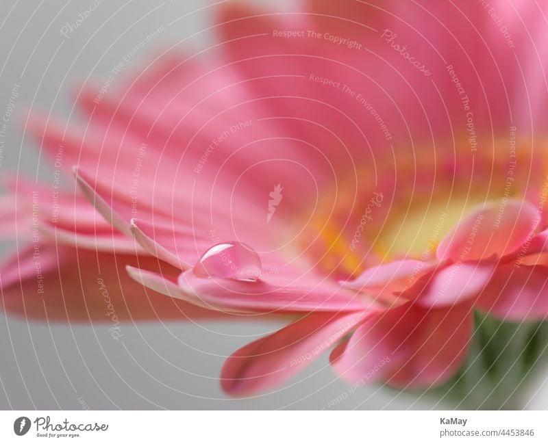 Macro of a Gerbera flower with a drop of water Blossom Flower Drop Drops of water macro Close-up close-up Pink pink flora floral Abstract Water Nature Dew