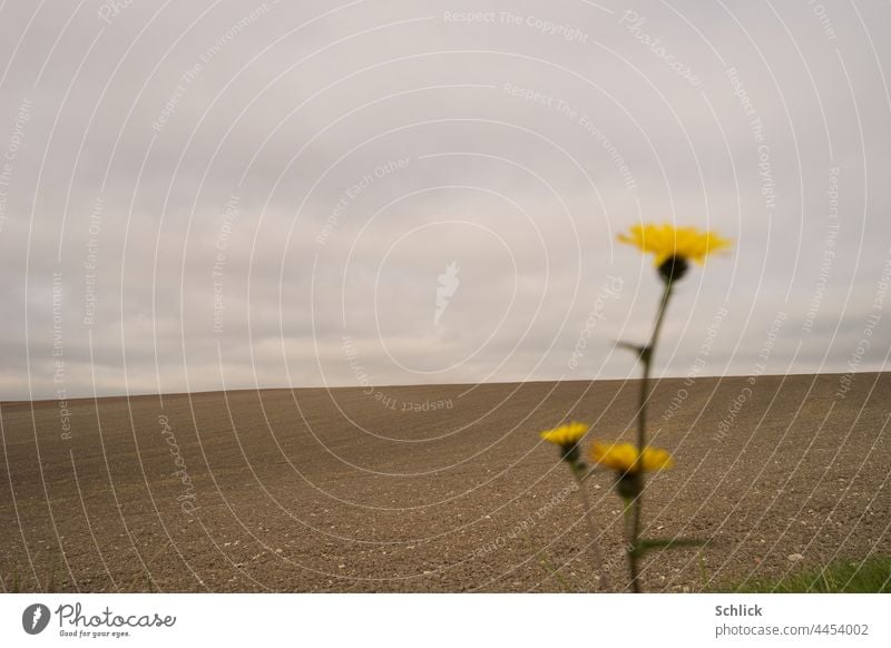 Glimmer of hope flower blooms at the edge of a bare field under a grey sky Agriculture acre Bleak Monoculture Flower blossom Sky Gray selective focus Hope