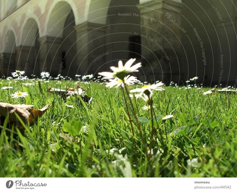 arcade flower Daisy Meadow Grass Holy cross Federal State of Lower Austria Arcade Monastery