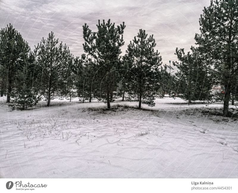 Trees in winter Winter trees Winter mood snowy White Snowscape Winter's day Nature Cold Landscape Environment Winter forest Idyll Snow layer Seasons