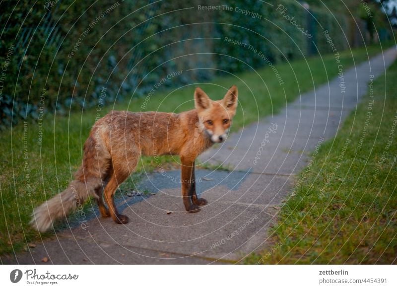 Fox in the garden - that's all in all 8000 photos at PC Dark Twilight holidays Garden allotment Garden allotments Deserted Nature Plant Red fox tranquillity