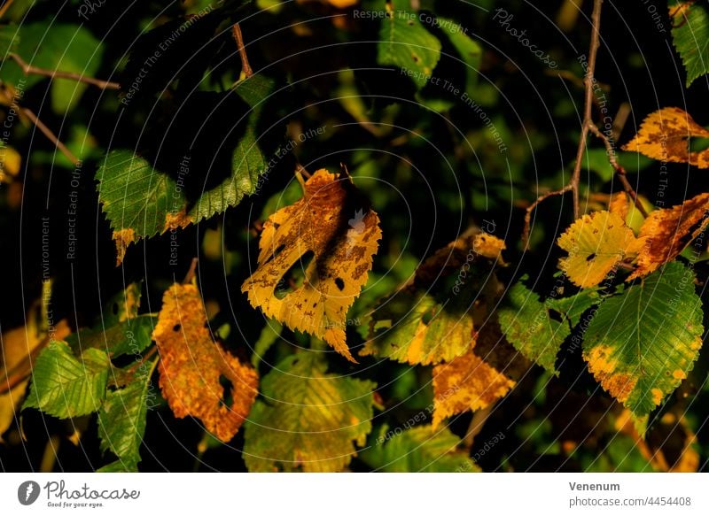 Beginning of autumn, the first leaves in the forest are colored colorful Forest tree forests trees leaf nature season Germany meteorological leaf fall