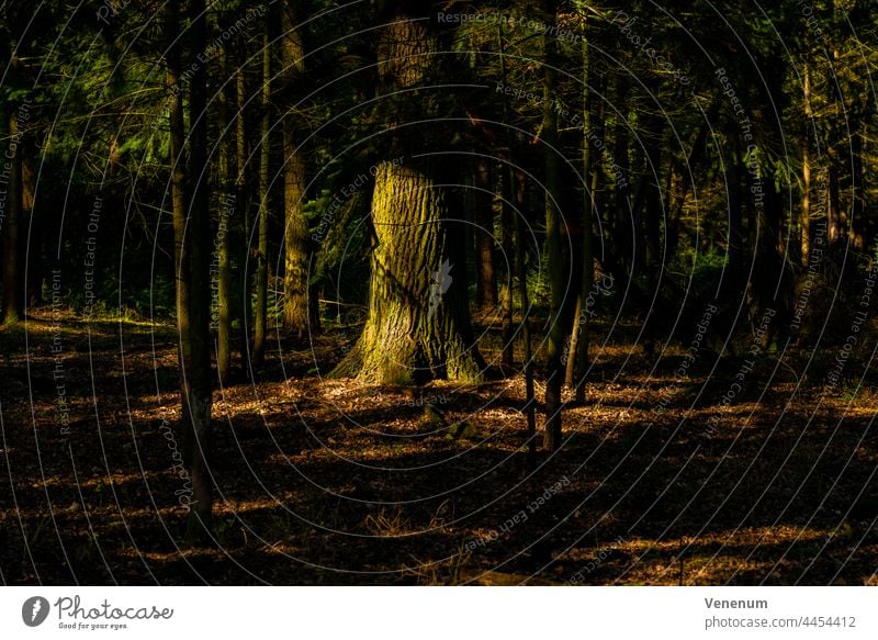 Large oak tree in a mixed forest, tree trunk is illuminated by the sun shining through the treetops Forests trees forest floor floor plants weeds ground cover