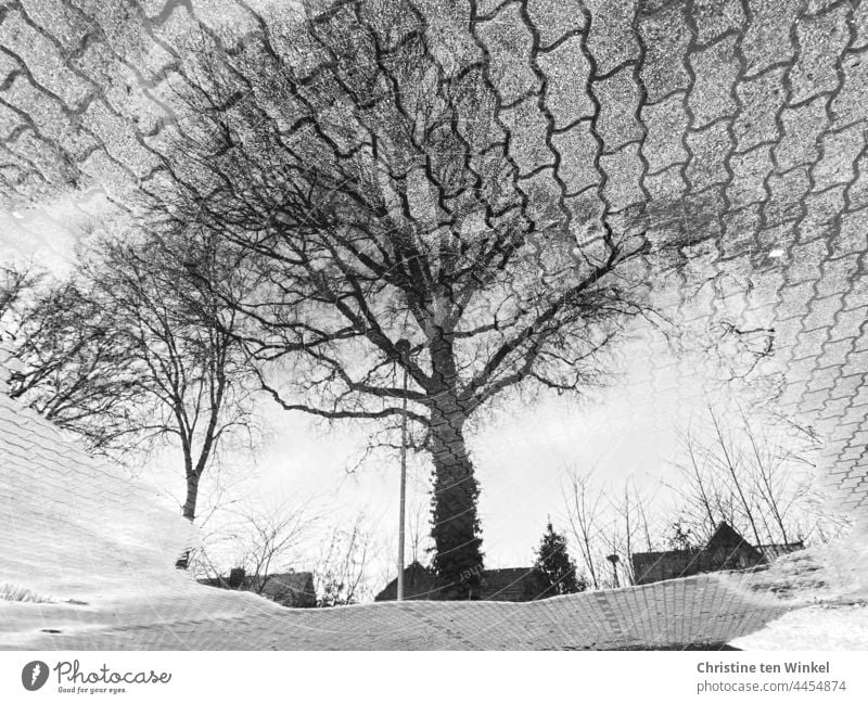 Bare oaks, rooftops and streetlights reflected in a large puddle on a paved surface Puddle reflection puddle mirroring trees bare trees streetlamp house roofs